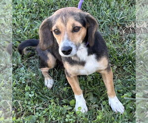 Beanie Baby 2026 - Female Doxle Dog for Adoption - Photo #3