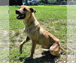Vincent - Male Black Mouth Cur-Unknown Mix Dog for Adoption - Photo #3