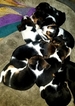 Small Photo #2 Beagle Puppy For Sale in CENTRALIA, WA, USA