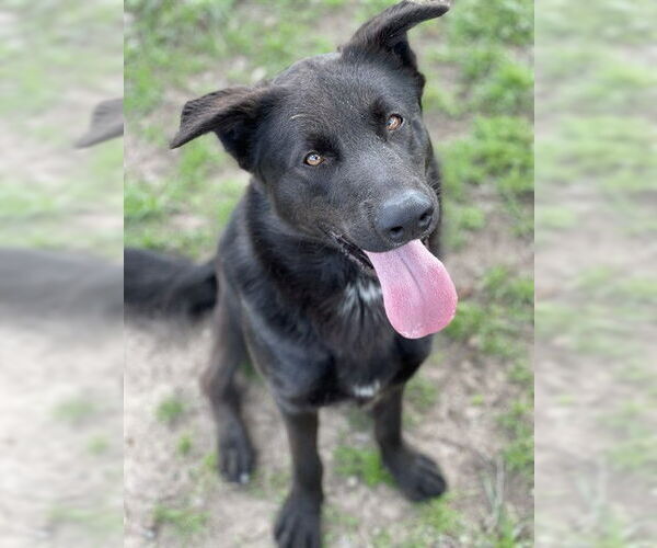 Medium Photo #2 German Shepherd Dog-Unknown Mix Puppy For Sale in Conroe, TX, USA