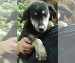Small Photo #40 Golden Labrador Puppy For Sale in IDAHO SPRINGS, CO, USA