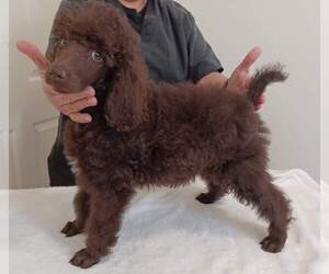 Poodle (Miniature) Puppy for sale in PEORIA, AZ, USA