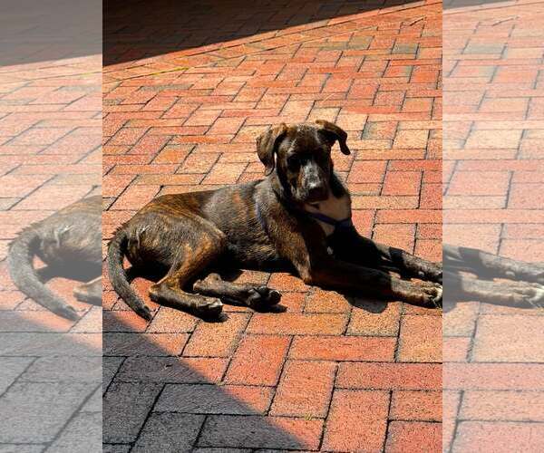 Medium Photo #5 Labrador Retriever-Plott Hound Mix Puppy For Sale in pomfret, CT, USA