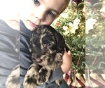 Small Photo #2 Labradoodle Puppy For Sale in MIFFLINBURG, PA, USA