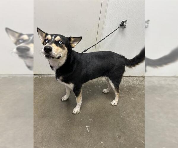 Medium Photo #1 Huskies -Unknown Mix Puppy For Sale in Rosenberg, TX, USA