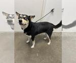 Small Huskies  Mix
