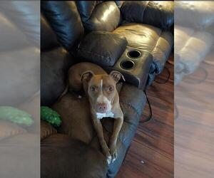 American Staffordshire Terrier-Unknown Mix Dogs for adoption in San Antonio, TX, USA