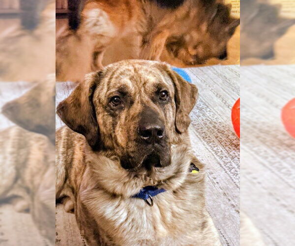 Medium Photo #4 Mastiff-Unknown Mix Puppy For Sale in Rockaway, NJ, USA