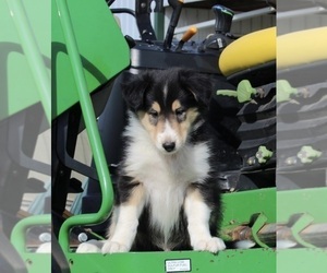 Collie Puppy for sale in FREDERICKSBURG, OH, USA
