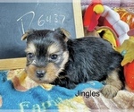 Small #1 Yorkshire Terrier