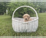 Puppy Copper Golden Retriever