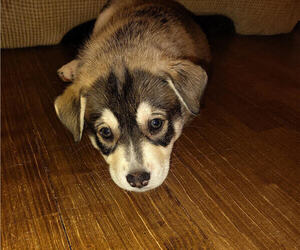 Medium American Pit Bull Terrier-Siberian Husky Mix