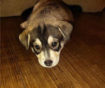 Puppy 1 American Pit Bull Terrier-Siberian Husky Mix