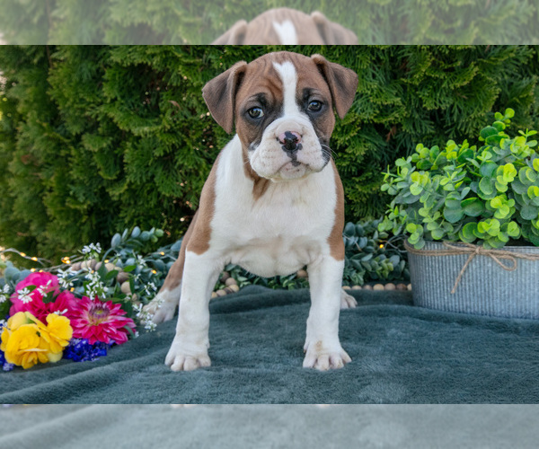 Medium Photo #11 Boxer Puppy For Sale in SHILOH, OH, USA