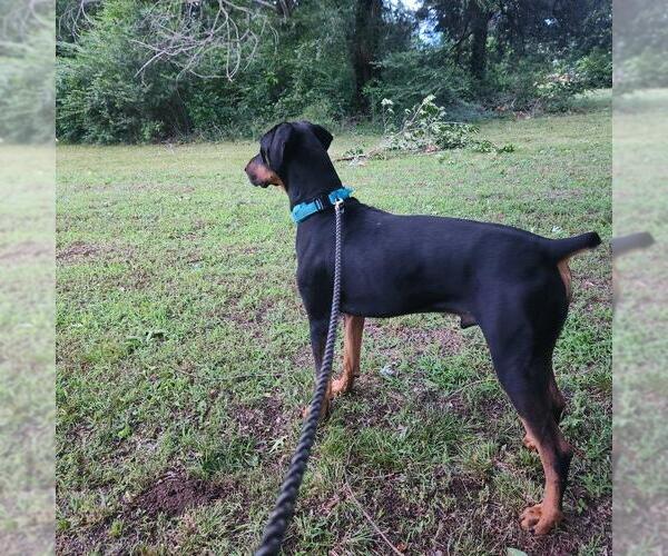 Medium Photo #6 Doberman Pinscher Puppy For Sale in Minneaoplis, MN, USA