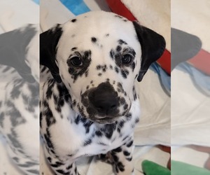 Dalmatian Puppy for sale in CARLSBAD, NM, USA