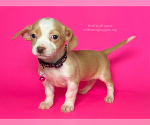 Chihuahua Puppy for Sale in BREA, California USA