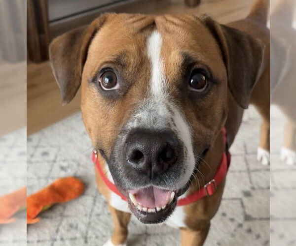 Medium Photo #3 Mutt Puppy For Sale in Louisville, KY, USA