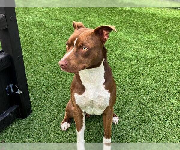 Medium Photo #1 Mutt Puppy For Sale in Orange, CA, USA