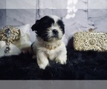 Small Photo #4 Shih Tzu Puppy For Sale in HAYWARD, CA, USA