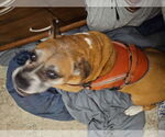 Small #2 Boxer
