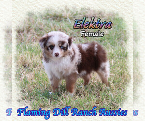 Miniature Australian Shepherd Puppy for sale in FORESTBURG, TX, USA