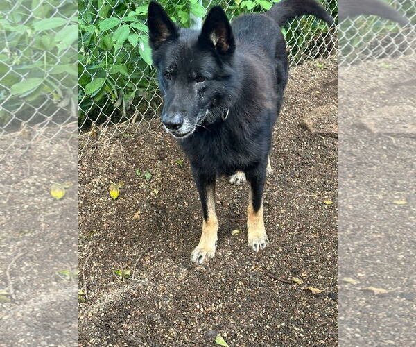 Medium Photo #1 German Shepherd Dog Puppy For Sale in St. Cloud, MN, USA