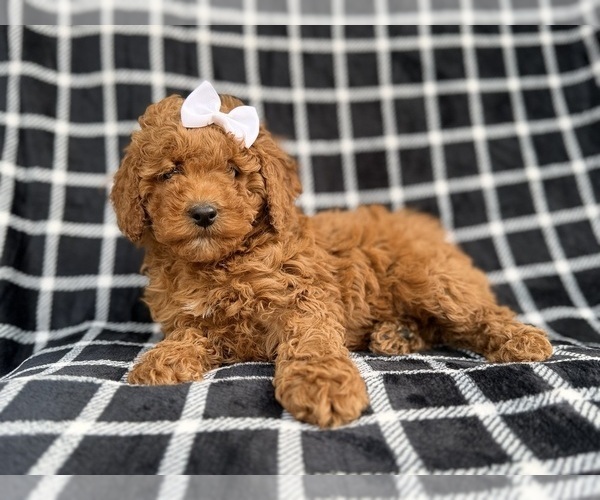 Medium Photo #2 Cock-A-Poo Puppy For Sale in LAKELAND, FL, USA