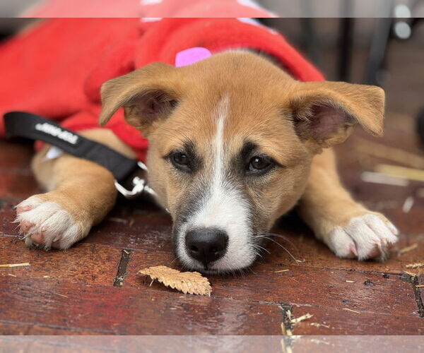 Medium Photo #6 Mutt Puppy For Sale in Fort Worth, TX, USA