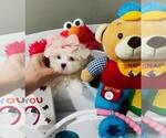 Small #1 Maltese