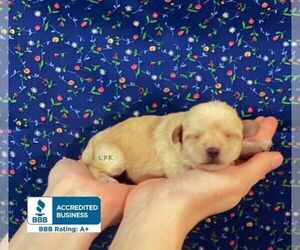 Schnoodle (Miniature) Puppy for sale in WINNSBORO, LA, USA