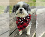 Small #6 Shih Tzu