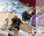 Small Doberman Pinscher