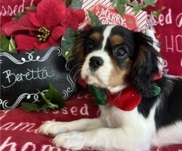Medium Photo #2 Cavalier King Charles Spaniel Puppy For Sale in ABILENE, TX, USA