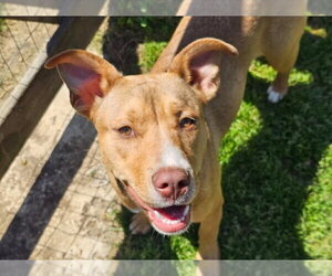 Mutt Dogs for adoption in Munford, TN, USA