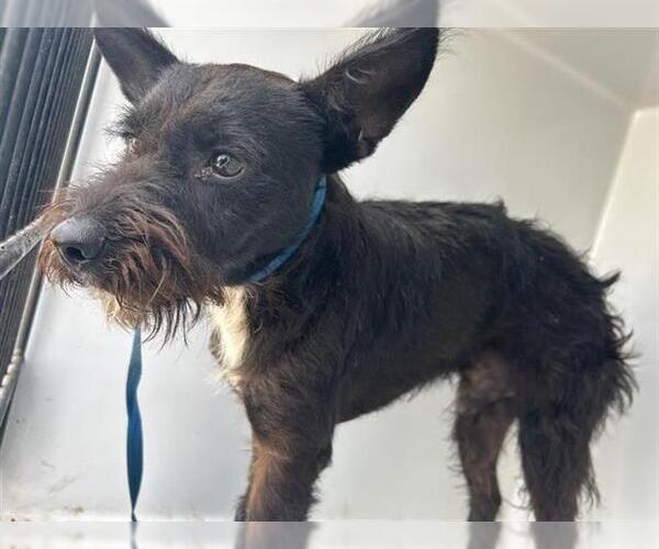 Medium Photo #1 Miniature Schnauzer-Unknown Mix Puppy For Sale in Houston, TX, USA