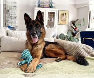 German Shepherd Dog Dogs for adoption in Pasadena, CA, USA