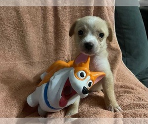 Labrador Retriever Dogs for adoption in NYC, NY, USA