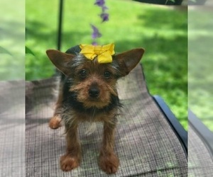 Yorkshire Terrier Puppy for sale in INDIANAPOLIS, IN, USA