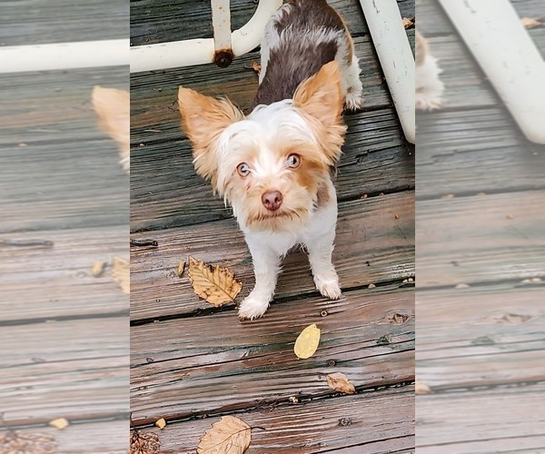 Medium Photo #1 Yorkshire Terrier Puppy For Sale in MADISON, WI, USA