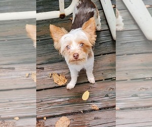 Mother of the Yorkshire Terrier puppies born on 01/27/2026