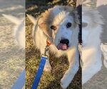 Small #3 Great Pyrenees Mix
