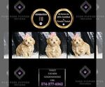 Small Photo #73 Goldendoodle (Miniature) Puppy For Sale in WARSAW, IN, USA