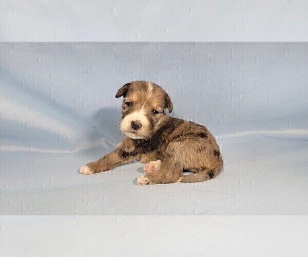 Medium Photo #52 Bernedoodle (Miniature) Puppy For Sale in BLACK FOREST, CO, USA