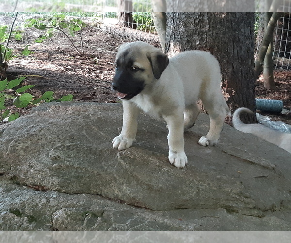 Medium Photo #5 Kangal Dog Puppy For Sale in East Garafraxa, Ontario, Canada