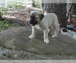 Small Photo #5 Kangal Dog Puppy For Sale in East Garafraxa, Ontario, Canada