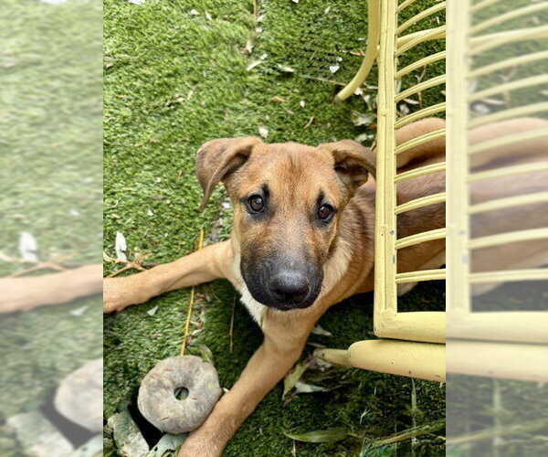 Medium Photo #2 Mutt Puppy For Sale in Sandy, UT, USA