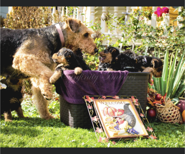 Medium Photo #12 Airedale Terrier Puppy For Sale in OLEAN, NY, USA