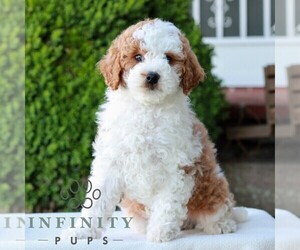 Goldendoodle (Miniature) Puppy for sale in LITITZ, PA, USA