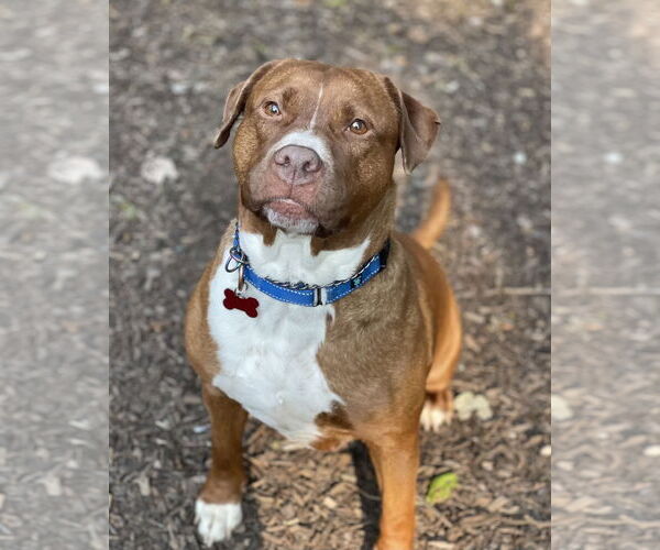 Medium Photo #23 Mutt Puppy For Sale in Mount Laurel, NJ, USA